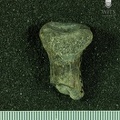 STW 516 Australopithecus africanus RADR posterior