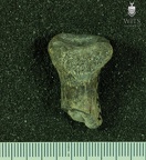 STW 516 Australopithecus africanus RADR posterior