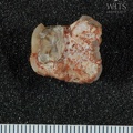 STW 51 Australopithecus africanus molar fragment 1