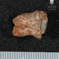 STW 51 Australopithecus africanus molar fragment 2