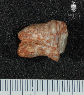 STW 51 Australopithecus africanus molar fragment 2
