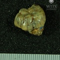 STW 520 Australopithecus africanus LRM3 buccal
