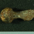 STW 522 Australopithecus africanus FEMR medial
