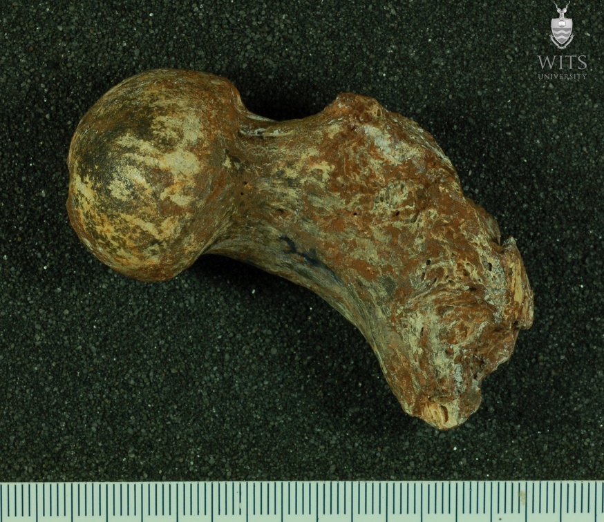 STW 522 Australopithecus africanus FEMR posterior