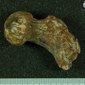 STW_522_Australopithecus_africanus_FEMR_posterior.JPG