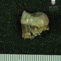 STW_524_Australopithecus_africanus_URM3_distal.JPG