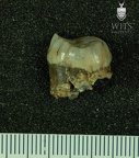 STW 524 Australopithecus africanus URM3 distal