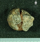 STW 527 Australopithecus africanus femur 1