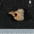 STW 529 Australopithecus africanus ULM3 buccal