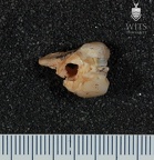 STW 529 Australopithecus africanus ULM3 buccal
