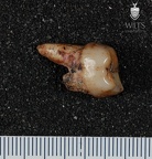 STW 530 Australopithecus africanus ULM2 distal