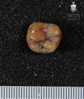 STW 530 Australopithecus africanus ULM2 occlusal