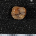 STW 530 Australopithecus africanus ULM2 oclusal