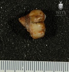 STW 532 Australopithecus africanus LLM3 buccal