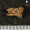 STW_534_Australopithecus_africanus_LRM2_buccal.JPG