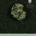 STW 537 STW 541 Australopithecus africanus LLM1