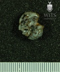 STW 537 STW 541 Australopithecus africanus LLM1