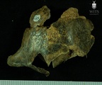 STW 53a Homo cranium lateral
