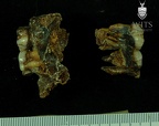 STW 53b Australopithecus habilis partial maxilla associated upper dentition medial