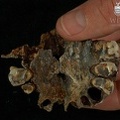 STW 53b Australopithecus habilis partial maxilla inferior