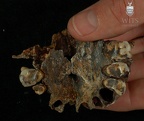 STW 53b Australopithecus habilis partial maxilla inferior