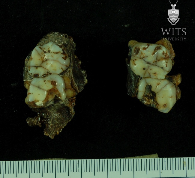 STW 53b Homo partial maxilla associated upper dentition inferior
