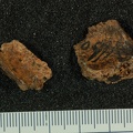 STW 53c Homo cranium fragment 1