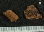 STW 53c Homo cranium fragment 1