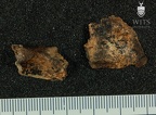 STW 53c Homo cranium fragment 2