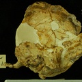 STW 53d Homo cranium inferior