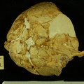 STW 53d Homo cranium superior
