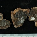 STW 53e Homo cranium fragment