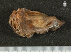 STW 53g Homo left temporal bone