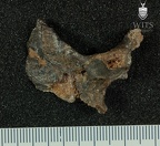 STW 53h Homo cranium inferior