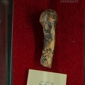 STW 552 Australopithecus africanus MC4R