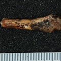 STW 552 Australopithecus africanus MC4R dorsal