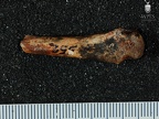 STW 552 Australopithecus africanus MC4R dorsal