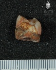 STW 559 Australopithecus africanus URM3 distal