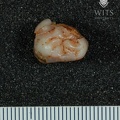 STW 559 Australopithecus africanus URM3 occlusal
