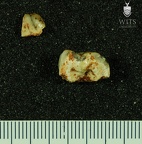 STW 560c Australopithecus africanus LLM1 mesial