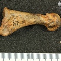 STW_562_Australopithecus_africanus_MT1R_lateral.JPG