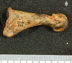 STW 562 Australopithecus africanus MT1R lateral
