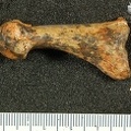 STW 562 Australopithecus africanus MT1R medial