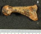 STW 562 Australopithecus africanus MT1R medial