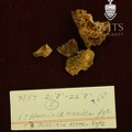STW_569_Australopithecus_africanus_associated_fragments.JPG