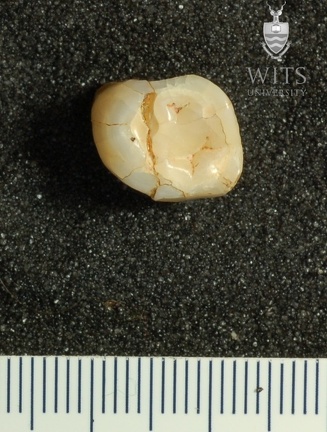 STW 56 Australopithecus africanus LLP4 occlusal 2