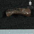 STW 575 Australopithecus africanus right first proximal phalanx lateral