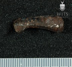 STW 575 Australopithecus africanus right first proximal phalanx lateral