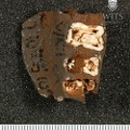 STW 579 Australopithecus africanus partial right maxilla inferior