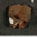 STW 579 Australopithecus africanus partial right maxilla posterior